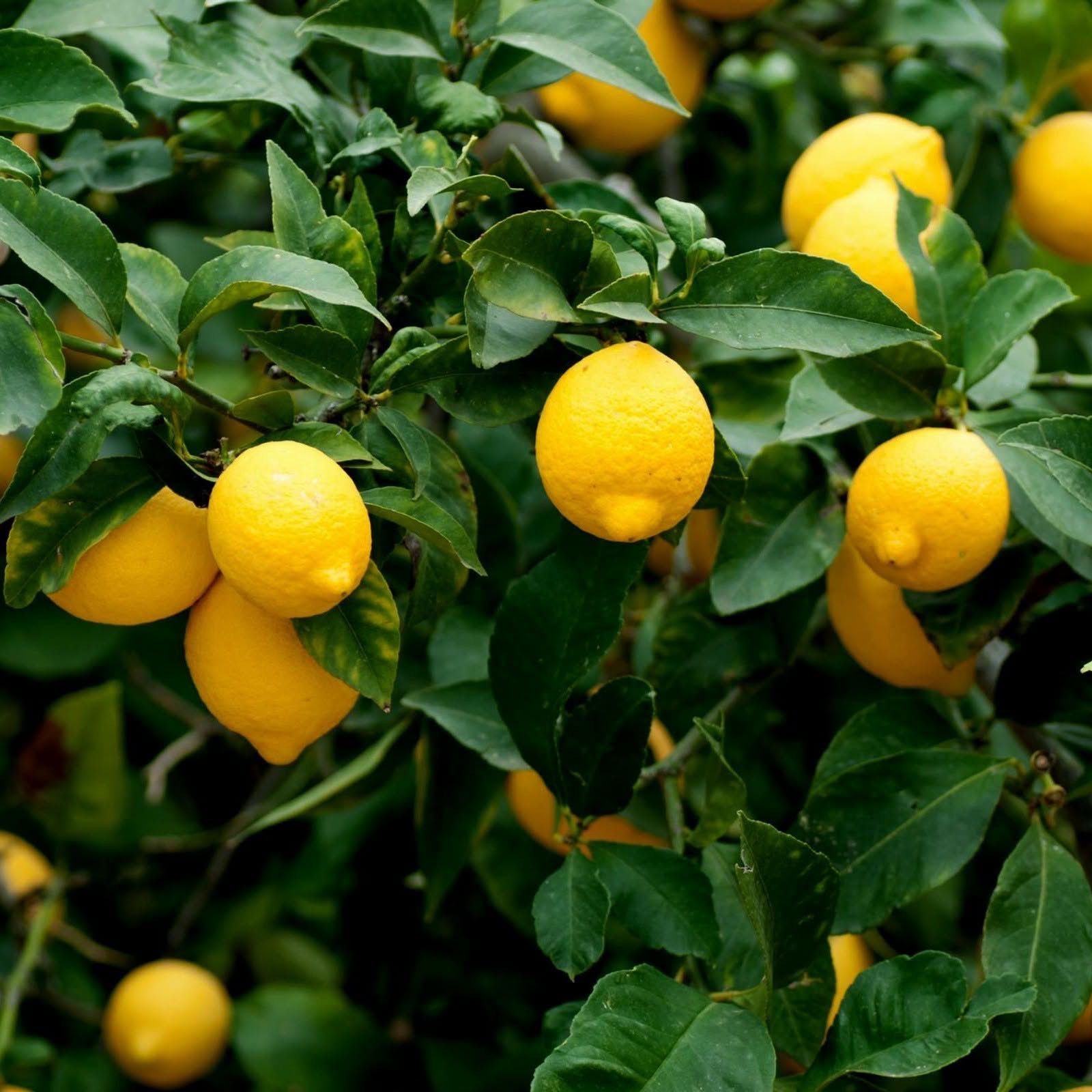 Limonero - árbol de limón
